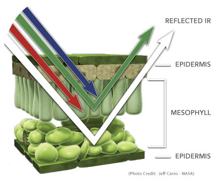 The breakdown of a Healthy Leaf